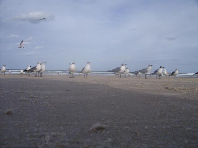 DCP_4871.JPG