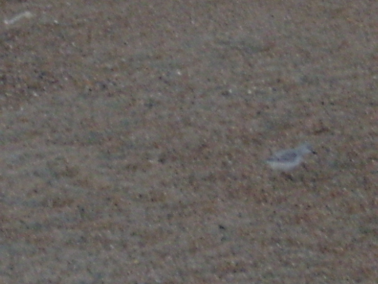 S4200106.JPG