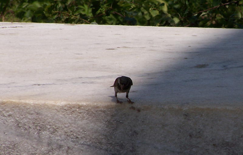 chicago aquarium 045.jpg