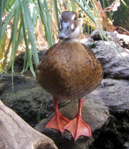 chicago aquarium 065.jpg