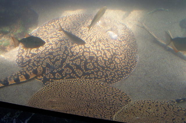 chicago aquarium 073.jpg