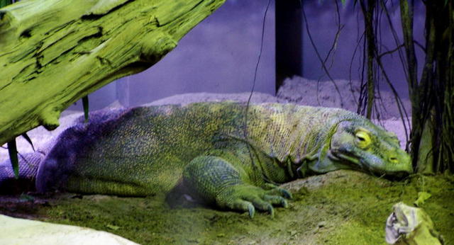 chicago aquarium 104.jpg