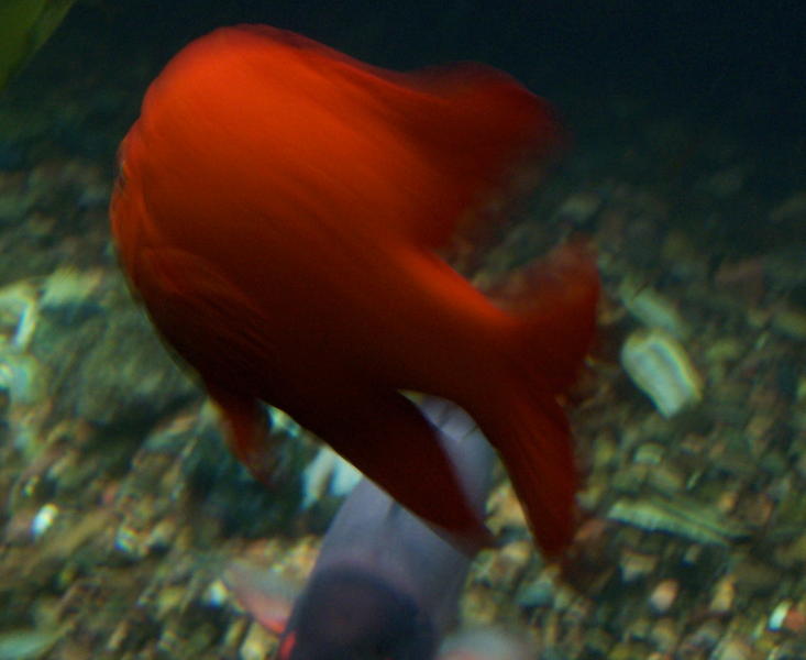 chicago aquarium 112.jpg
