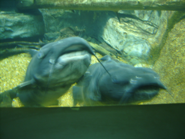 S5300065.JPG