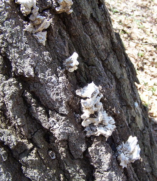 100_2685.JPG