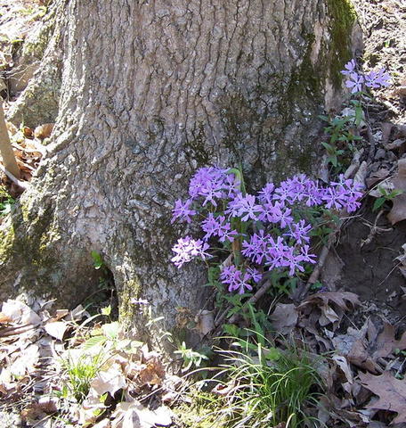 100_2687.JPG