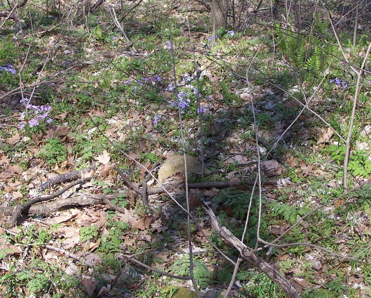 100_2689.JPG