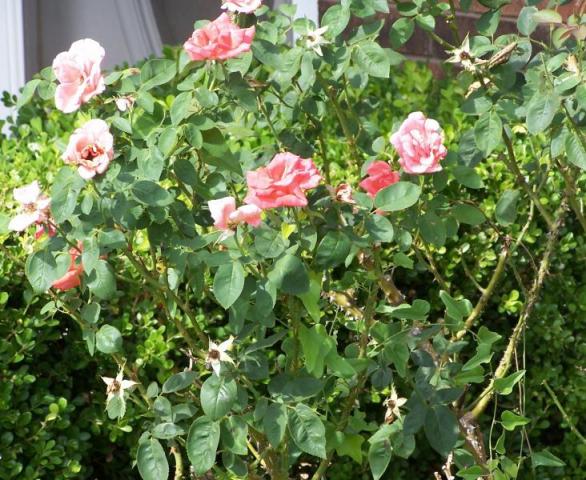 100_8170.JPG