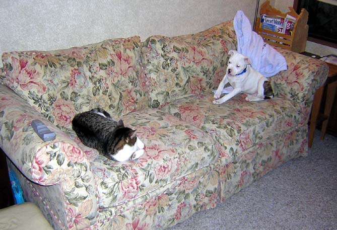 Mr Tabby and Esther