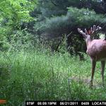 Bigbuck